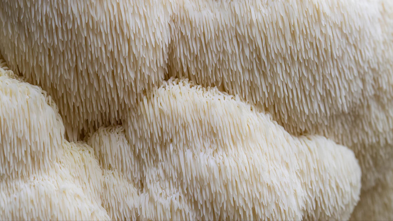 North Tropics Lions Mane 400mg 60 hylki